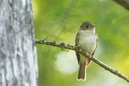 Empidonax virescens