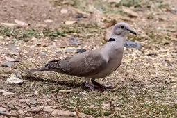 Streptopelia roseogrisea