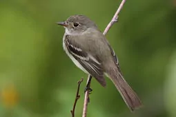 Empidonax alnorum