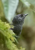Scytalopus alvarezlopezi