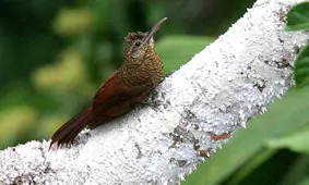 Dendrocolaptes certhia