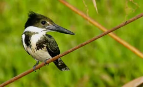 Chloroceryle amazona