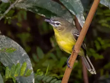 Inezia subflava