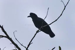 Cephalopterus ornatus