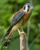 Falco sparverius