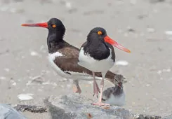 Haematopus palliatus