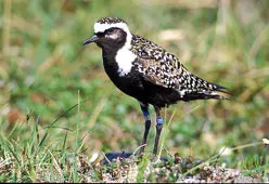 Pluvialis dominica
