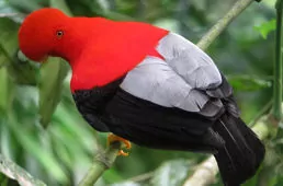 Rupicola peruvianus