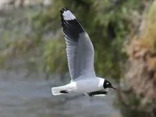 Chroicocephalus serranus
