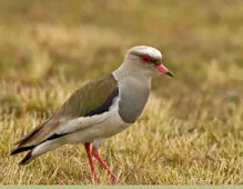 Vanellus resplendens