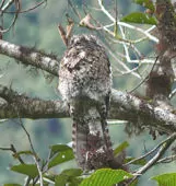 Nyctibius maculosus