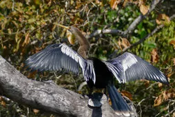 Anhinga anhinga