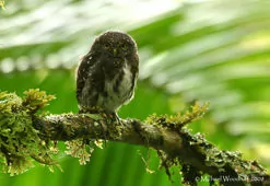 Glaucidium jardinii