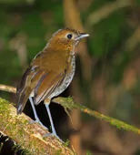 Grallaria urraoensis