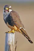 Falco femoralis