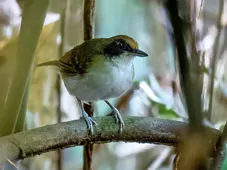 Myrmoborus lugubris