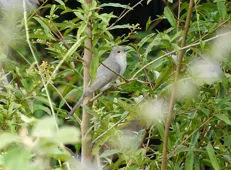Coccycua cinerea