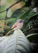 Phyllomyias cinereiceps