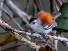 Euchrepomis spodioptila