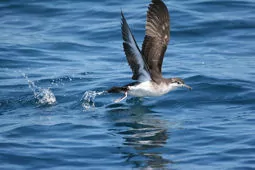 Puffinus lherminieri