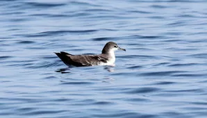 Puffinus subalaris