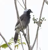 Cyanocorax heilprini