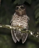 Pulsatrix melanota