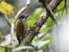 Dryobates nigriceps