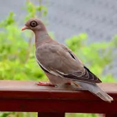 Patagioenas corensis