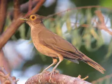 Turdus nudigenis