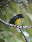 Bangsia melanochlamys