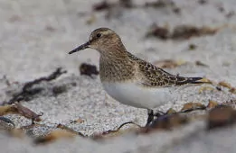 Calidris bairdii