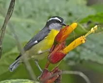 Coereba flaveola