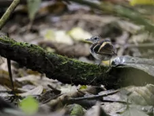 Dichrozona cincta