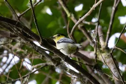 Pachyramphus versicolor