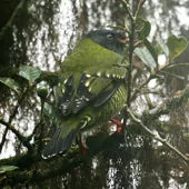 Pipreola arcuata