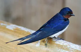 Hirundo rustica