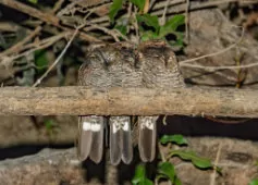 Nyctiprogne leucopyga