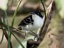 Myrmochanes hemileucus