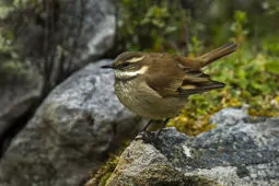 Cinclodes albidiventris/albiventris/fuscus