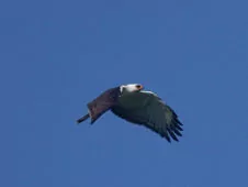 Spizaetus melanoleucus