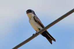 Pygochelidon cyanoleuca