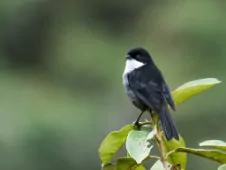 Urothraupis stolzmanni