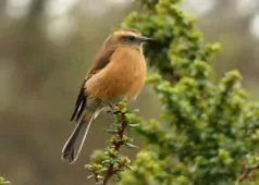 Ochthoeca fumicolor