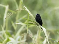 Sporophila atrirostris