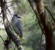 Nycticorax nycticorax