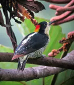 Melanerpes pulcher