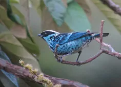Tangara nigroviridis