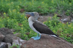 Sula nebouxii