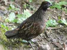 Odontophorus atrifrons